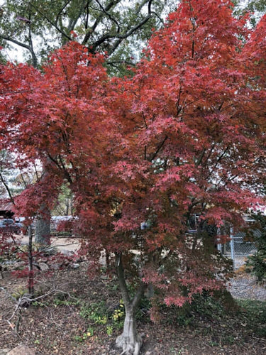 Acer palmatum 'Bonfire' - mapleridgenursery